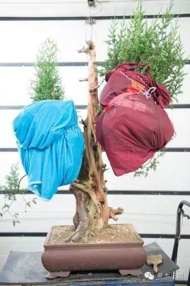 图解 刺柏盆景舍利干怎么制作的15过程