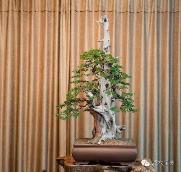 图解 刺柏盆景舍利干怎么制作的15过程