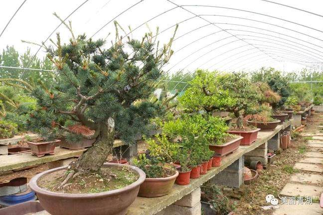 青湖镇盆景 一个黄杨盆景就卖出了1万3