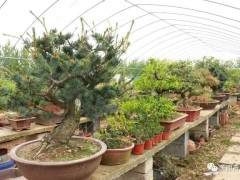 青湖镇盆景 一个黄杨盆景价格卖1万3