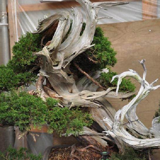 Kawabe还收藏了大量的日本红豆杉盆景