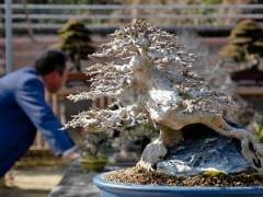 现在他们融入了几十年来一直被培养成盆景