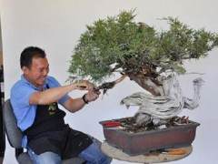 耐心 毅力可以帮助我们成为更好的盆景艺术家