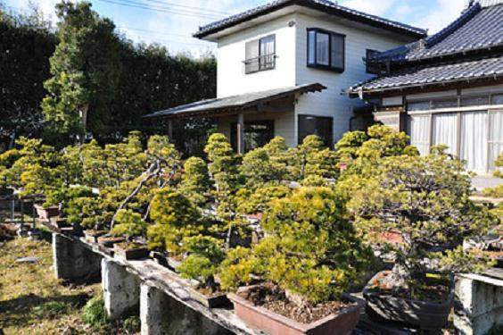 访问日本盆友桥本诚的盆景园