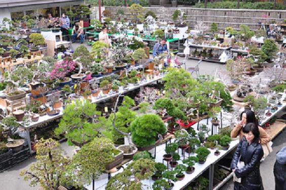 Bai ten是日本盆景之旅的亮点之一