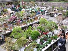 Bai ten是日本盆景之旅的亮点之一