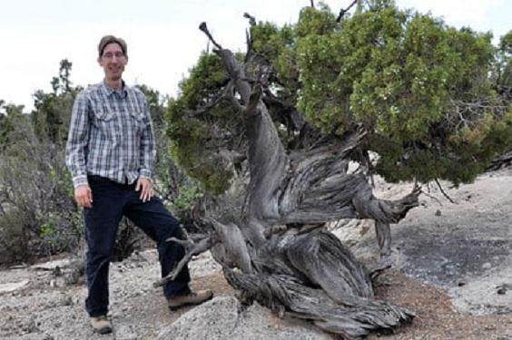 犹他州杜松为盆景材料创造了良好的条件