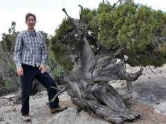 犹他州杜松为盆景材料创造了良好的条件