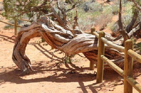 犹他州杜松为盆景材料创造了良好的条件