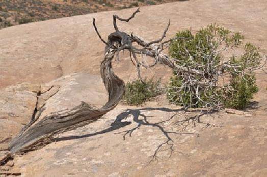 犹他州杜松为盆景材料创造了良好的条件