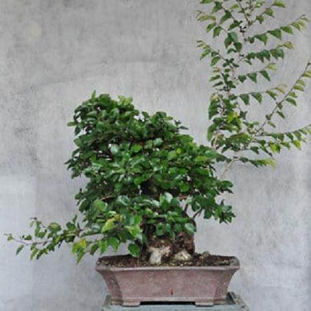 韩国鹅耳枥是我最喜欢的盆景品种之一