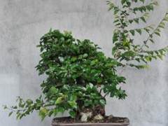 韩国鹅耳枥是我最喜欢的盆景品种之一