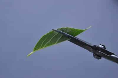 Cutting the leaf