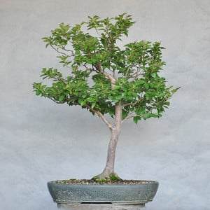 After cutback and leaf-pruning