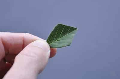 Leaf, after cutting