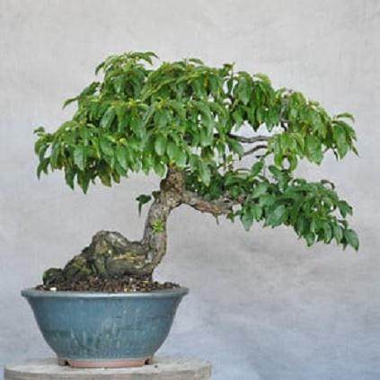 在夏季对盆景枝条的修剪工作