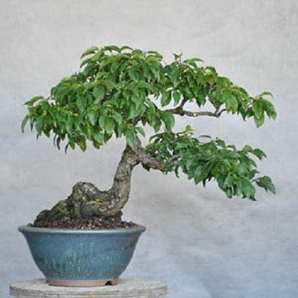 在夏季对盆景枝条的修剪工作