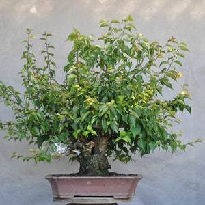 在夏季对梅花盆景的修剪