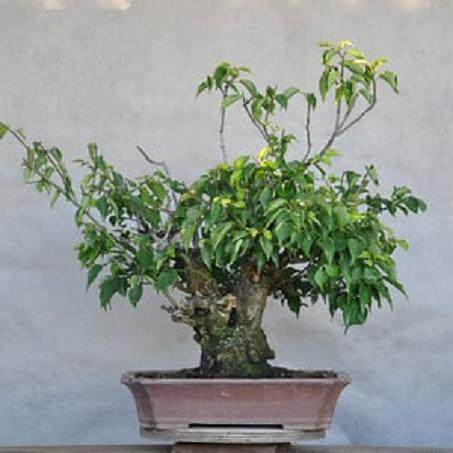 在夏季对梅花盆景的修剪