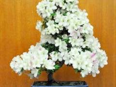 湾区Satsuki Aikokai举办了第十五届年度盆景展