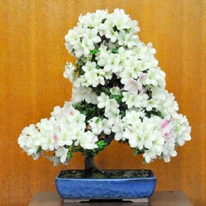 湾区Satsuki Aikokai举办了第15届年度盆景展