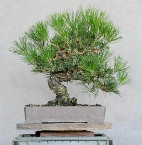 日本黑松盆景需要一套叫decandling的的精炼技术