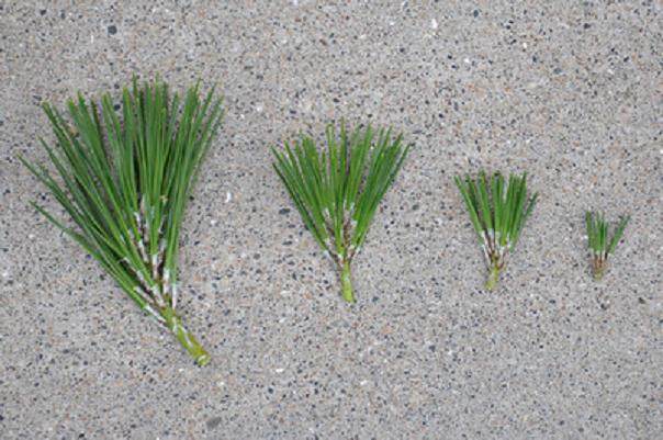 盆景在春季的快速生长