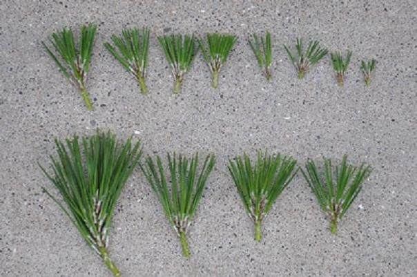 盆景在春季的快速生长