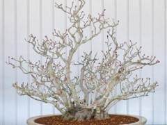 老外用30年时间把插条制作成盆景