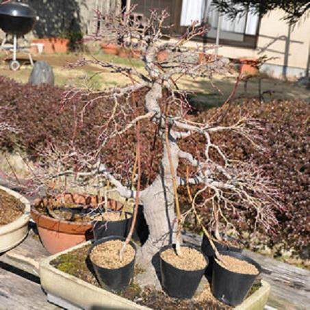 在日本旅行时拍的几张盆景图片