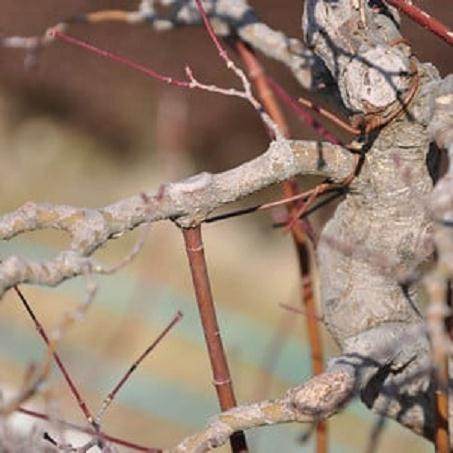在日本旅行时拍的几张盆景图片