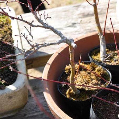 在日本旅行时拍的几张盆景图片