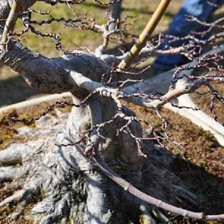 在日本旅行时拍的几张盆景图片
