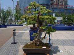 长兴盆景艺术培训大讲堂在县文化馆举办