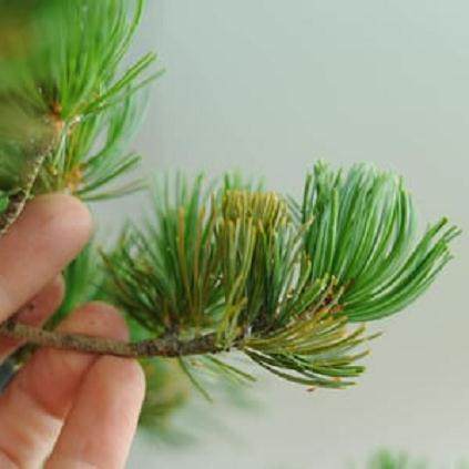 修剪白松盆景的叶子