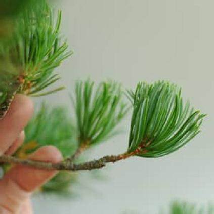 修剪白松盆景的叶子