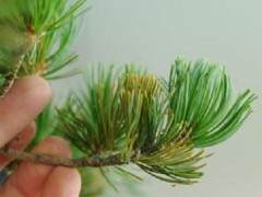 修剪白松盆景的叶子