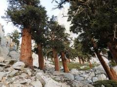 克拉马斯山脉的狐尾松盆景