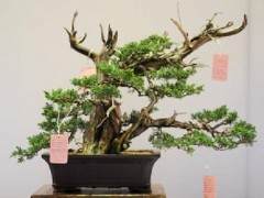 在REBS第26届年会上的盆景展