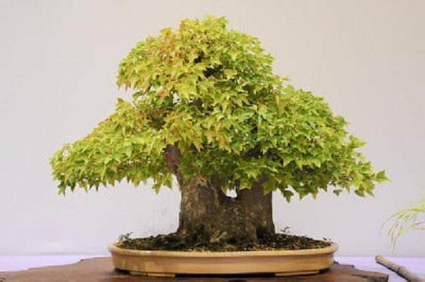 红木帝国盆景协会在加利福尼亚州举行年度展