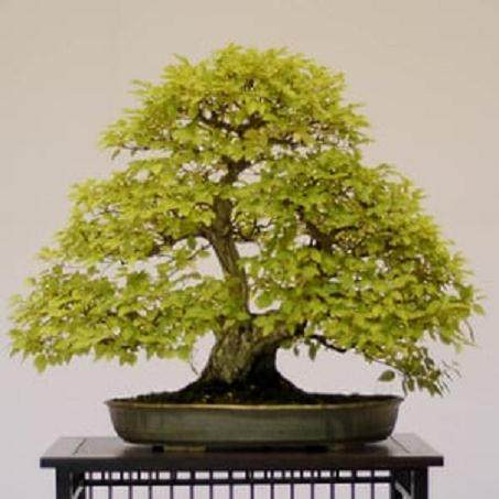 红木帝国盆景协会在加利福尼亚州举行年度展