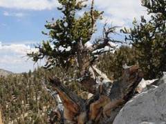 本年度最好的湾岛盆景实地考察是狐尾松