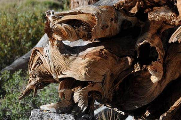 盆景艺术家常用电动工具快速开启枯木