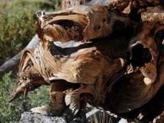 盆景艺术家常用电动工具快速开启枯木