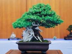 东湾盆景协会第48届年度盆景展