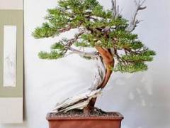 2004年1月的湾岛盆景第五届年度展