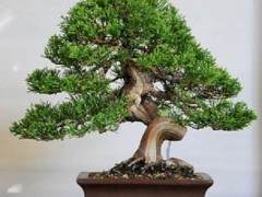 Midori的第40届年度盆景展