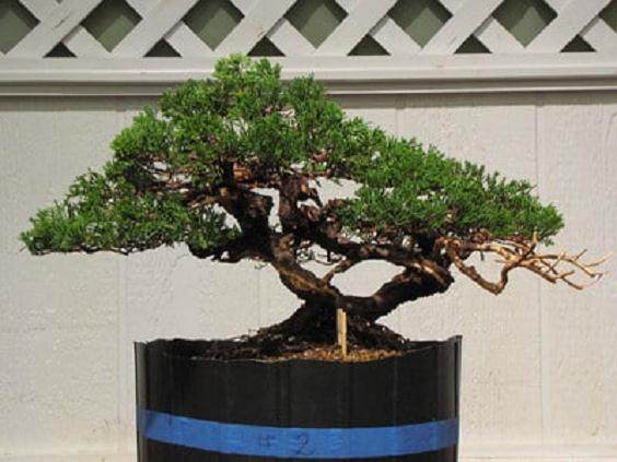 2009年约书亚罗斯新人才盆景比赛