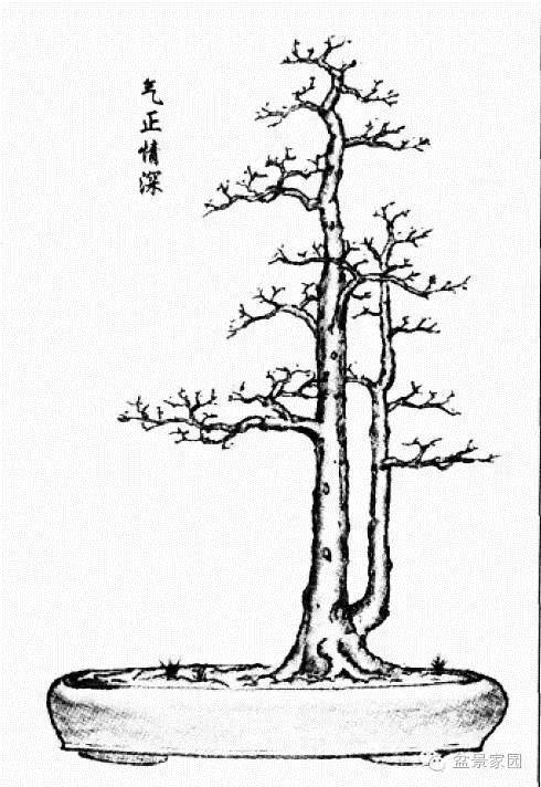 图解 岭南盆景的提根临水型与双杆大树型