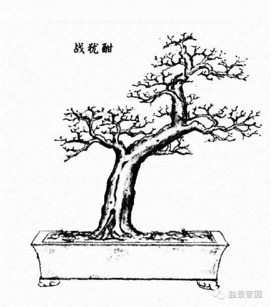 图解 岭南盆景的提根临水型与双杆大树型